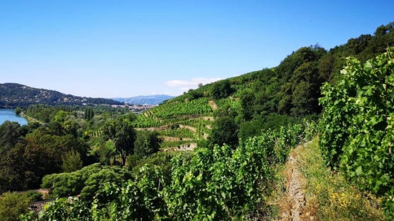 Oenotourisme en Côte Rôtie et Condrieu