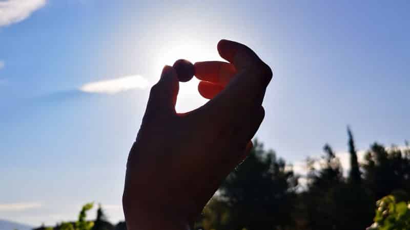 Bordeaux : 6 nouveaux cépages contre le réchauffement climatique